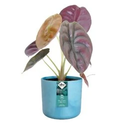 Elho The Ocean Collection Round Pot 22cm Atlantic Blue 5 Elho The Ocean Collection Round Pot 22cm Atlantic Blue -Outdoor Garden Care Shop 1230822 2