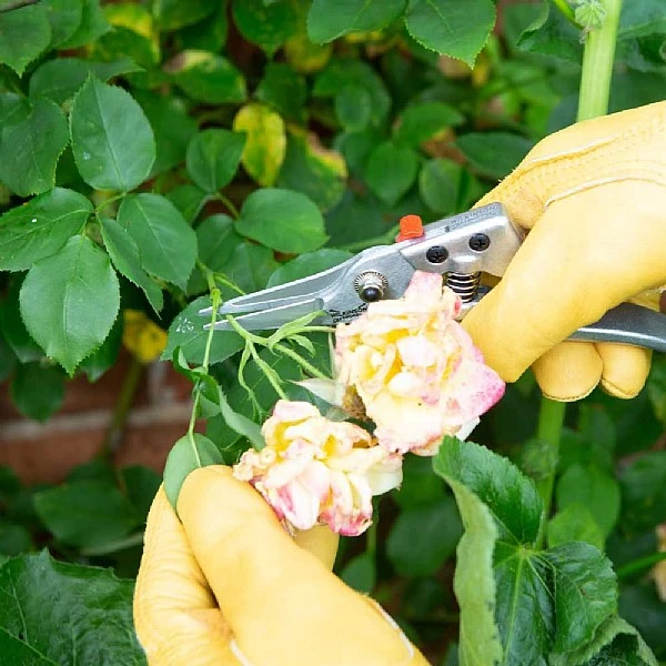 Wilkinson Sword Razorcut Comfort Pruning Snips 2 Wilkinson Sword Razorcut Comfort Pruning Snips - Image 2